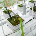 G3 Stem Diameter Sensor - Grownetics