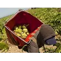Artichoke Harvest Bag Backpack - Blue