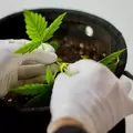 BudPots® - Reinforced LST Fabric Pots