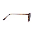 Lennox Sun Tortoise