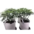 "Eclipse" Solar Shield Soil Protectors