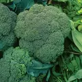 Broccoli, Waltham - 1/2oz