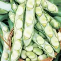 Beans, Fava Broad Windsor - 1lb