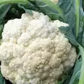 Cauliflower, Snowball Imp - 1/2oz