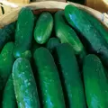 CUCUMBER, MARKETER 1 LB. EACH