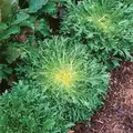 Endive, Green Curled Ruffic - 1/2oz
