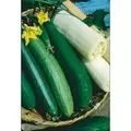 Gourds, Luffa - 1/2lb