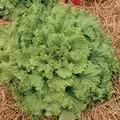 LETTUCE, HANSON - 1/2 OZ EACH