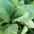 Mustard, Florida Broadleaf - 4oz