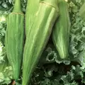 Okra, Long Pod Green - 1lb