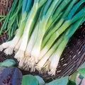 Onion, Japanese Bunching - 1/2oz