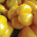 Peppers, Golden Cal Wonder - 1/4oz