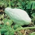 Squash, Improved Green Hubbard - 1/2oz