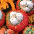 Squash, Turks Turban - 1/2oz
