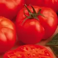 Tomato, Beefmaster Untreated - 1,000 Sd Ct