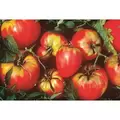Tomato, Oxheart - 1/2oz