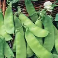PEAS, DWARF GREY SUGAR 25
