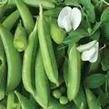 PEAS, CASCADIA 50