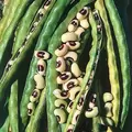Cowpeas, California Blackeye - 25lb