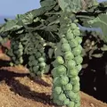 Brussel Sprouts, Jade Cross Hybrid - 1,000 Seed Count