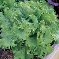 Lettuce, Black Seeded Simpson 10,000 Seed Count