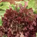 Lettuce, Red Salad Bowl - 5,000 Seed Count