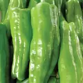 Peppers, Cubanelle 5,000 Seed Count