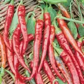 Peppers, Cayenne Long Red Thin - 5,000 Seed Count