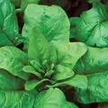 Spinach, Bloomsdale Long Standing - 1,000 Seed Count