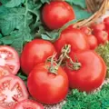 Tomato, Marglobe - 1lb