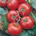 Tomato, Rutgers - 1,000 Seed Count