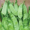 Peas, Oregon Sugar Pod II - 25lb