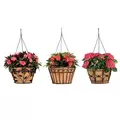 Deer Park Blk Hanging Basket Variety Pk 2 Floral Daisy Ribbon Arch
