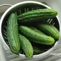 Cucumber, Patio Snacker 100 Seed Count