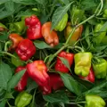 Peppers, Cajun Belle 100 Seed Count