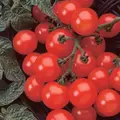 Tomato, Husky Cherry Red - 500 Seed Count