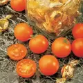 Tomato, Sunsugar - 100 Seed Count