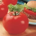 Tomato, Big Beef Treated - 100 Seed Count