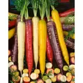 Carrot, Rainbow Blend - 5,000 Seed Count