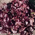 Lettuce, Oakleaf Red 5,000 Seed Count
