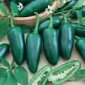 Peppers, Early Jalapeno - 1,000 Seed Count