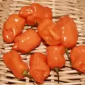 Peppers, Habanero Orange - 1,000 Seed Count