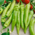 Pepper, Hungarian Sweet Wax 10,000 Seed Count