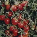 Tomato, Amish Salad - 100 Seed Count