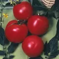 Tomato, Arkansas Traveler - 100 Seed Count