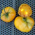 Tomato, Kellogg's Breakfast - 500 Seed Count