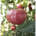 Tomato, Oxheart Red - 100 Seed Count