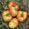 Tomato, Mr. Stripey - 500 Seed Count