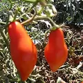 Tomato, San Marzano Indeterminite - 500 Seed Count