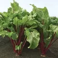 Beets, Red Ace Hybrid 10,000 Seed Count
